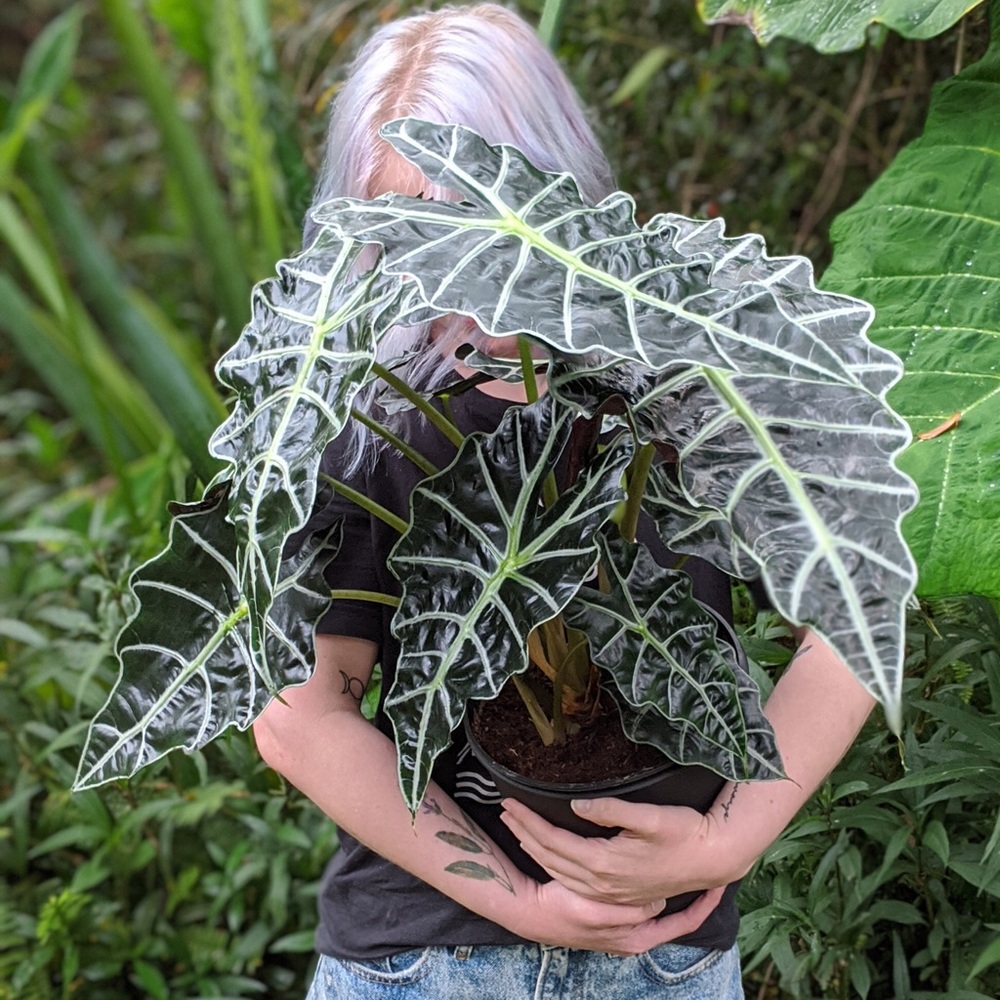 Meet your Posher, Kara